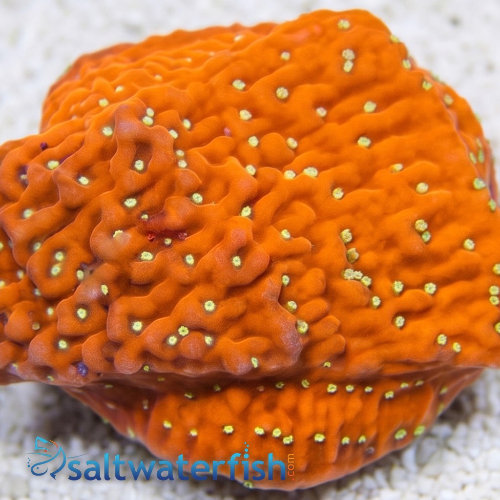 Cap Montipora: JF Snow - Aquacultured