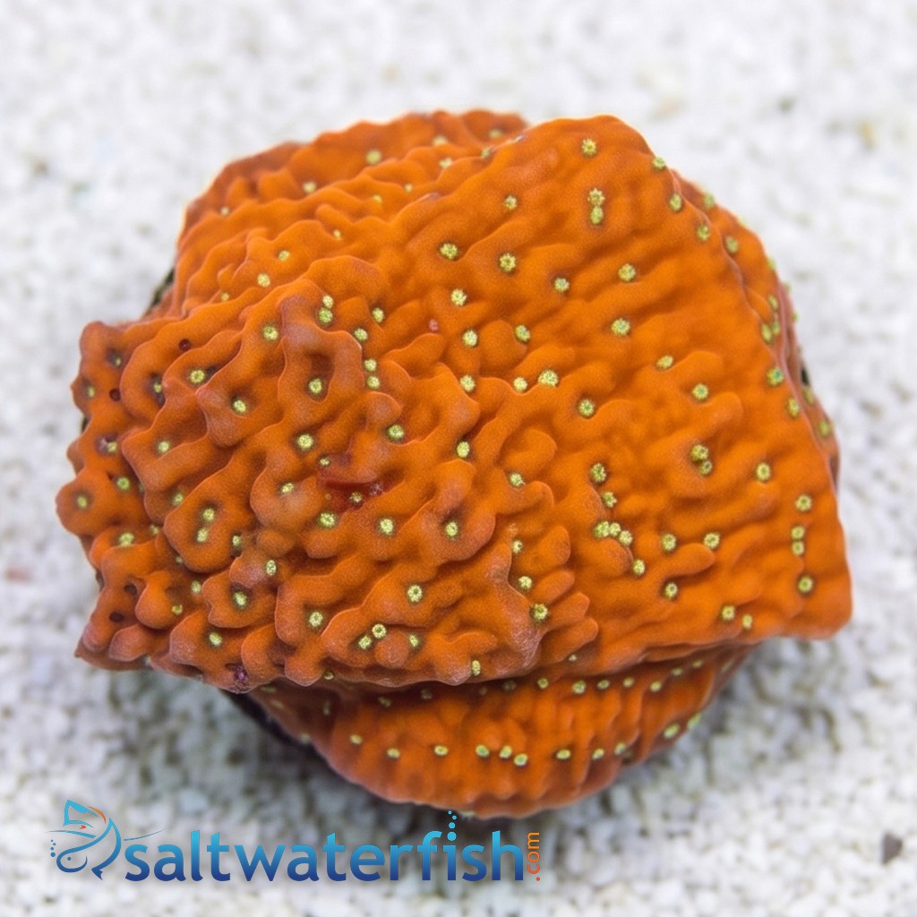 Cap Montipora: JF Snow - Aquacultured