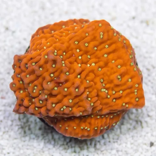 Cap Montipora: JF Snow - Aquacultured
