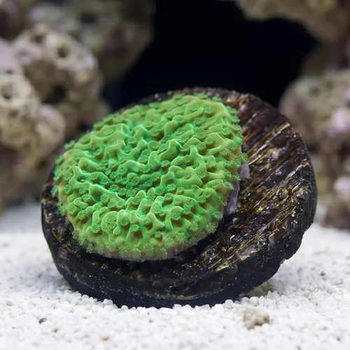 Cap Montipora: Spearmint - Aquacultured