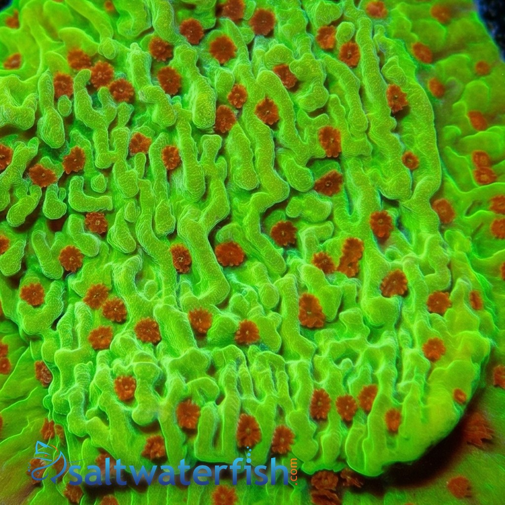 Montipora: Cousin Eddie's Toxic - Aquacultured
