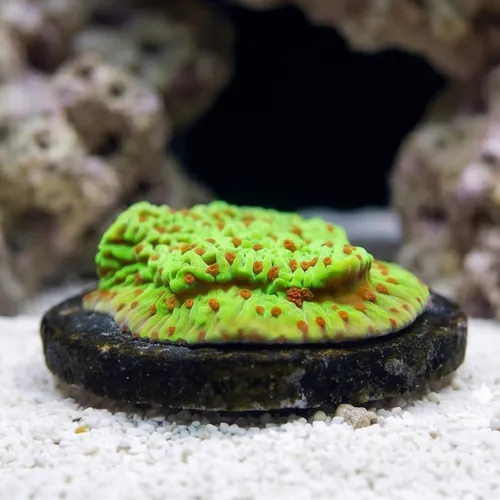 Montipora: Cousin Eddie's Toxic - Aquacultured