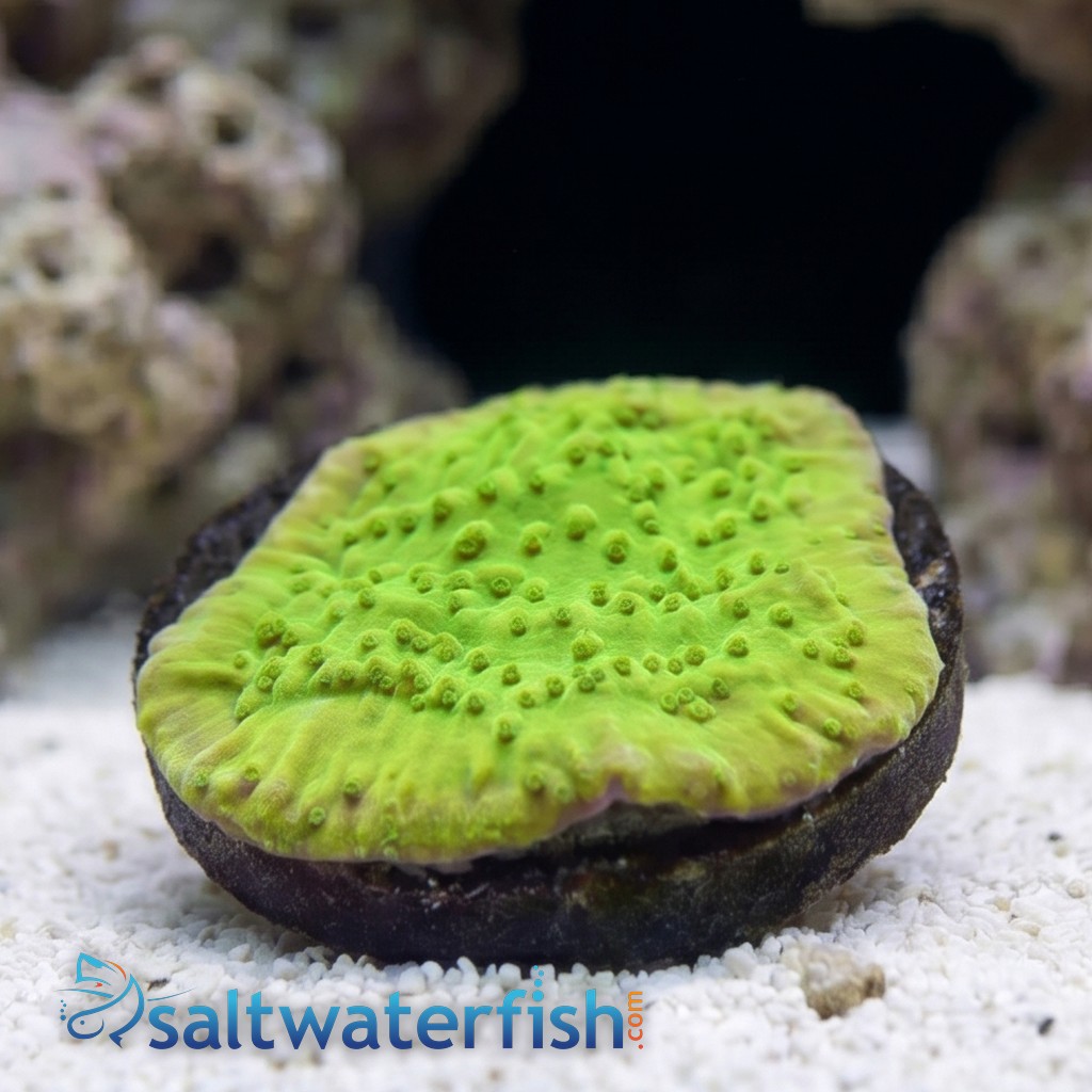 Encrusting Montipora: MoneyShot - Aquacultured