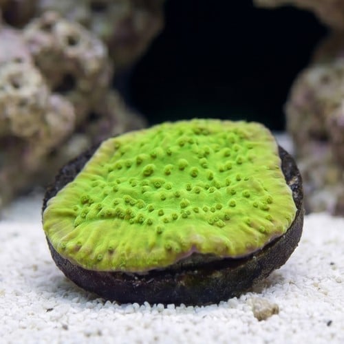 Encrusting Montipora: MoneyShot - Aquacultured