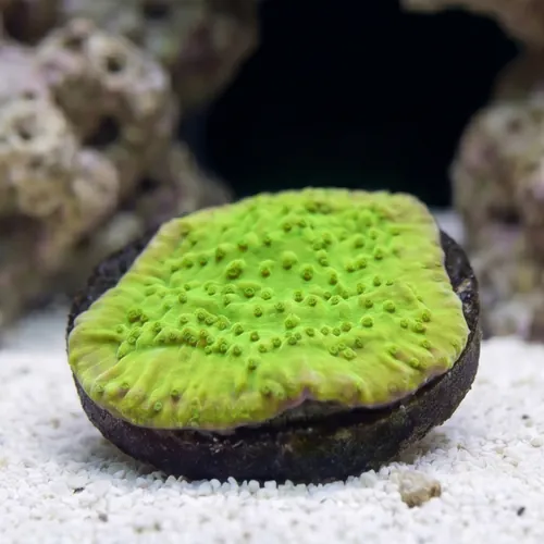 Encrusting Montipora: MoneyShot - Aquacultured