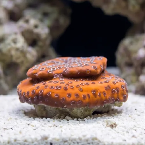 Encrusting Montipora: Dragon Fruit - Aquacultured