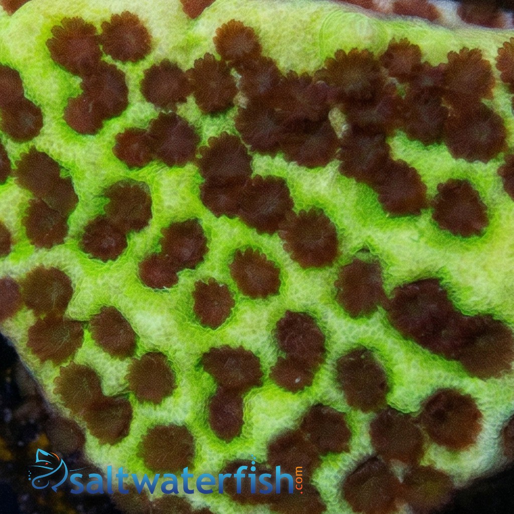 Montipora : Spongodes - Aquacultured