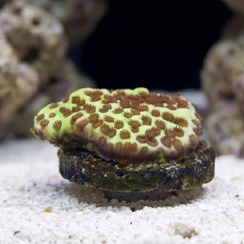 Montipora : Spongodes - Aquacultured
