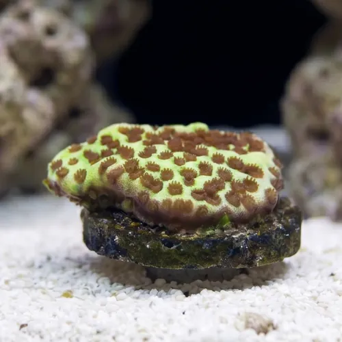 Montipora : Spongodes - Aquacultured