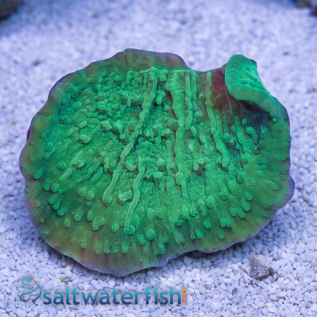 Montipora Coral: Green Plating - Aquacultured