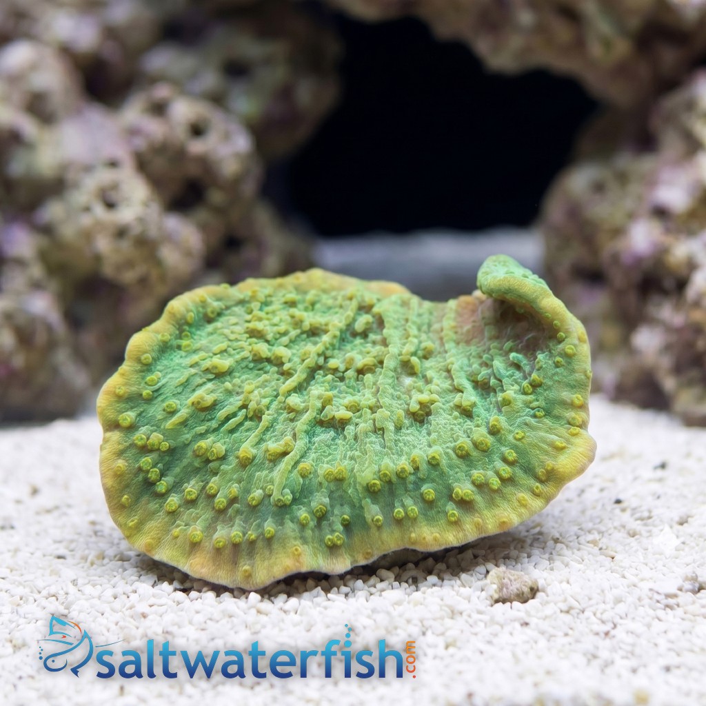 Montipora Coral: Green Plating - Aquacultured