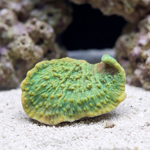 Montipora Coral: Green Plating - Aquacultured