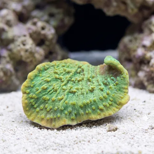 Montipora Coral: Green Plating - Aquacultured
