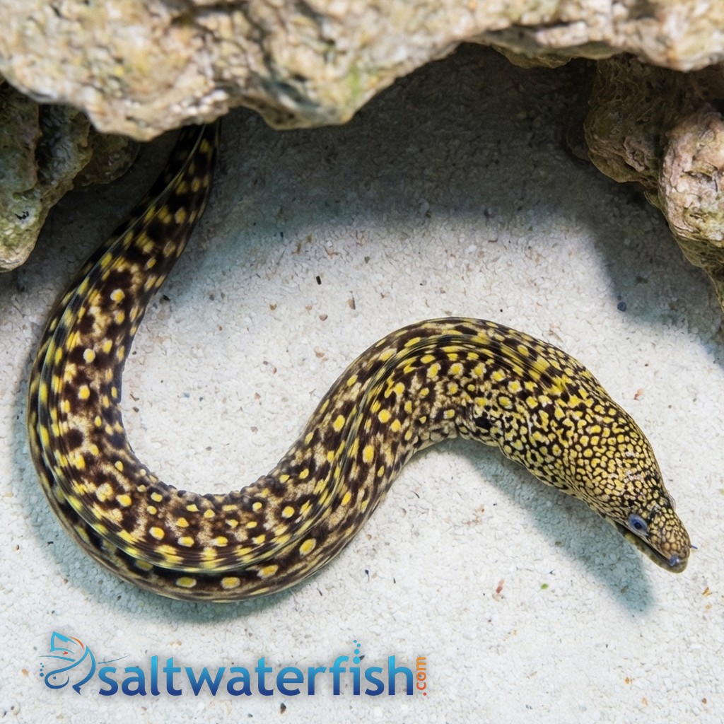 Jewel Moray Eel - East Pacific
