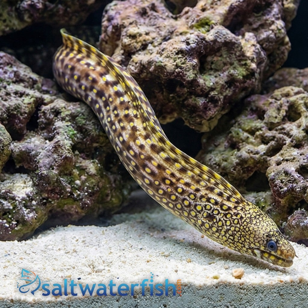 Jewel Moray Eel - East Pacific