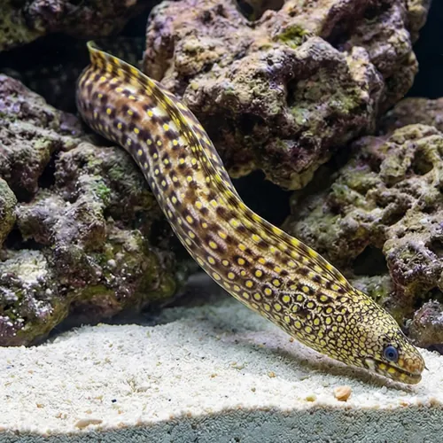 Jewel Moray Eel - East Pacific