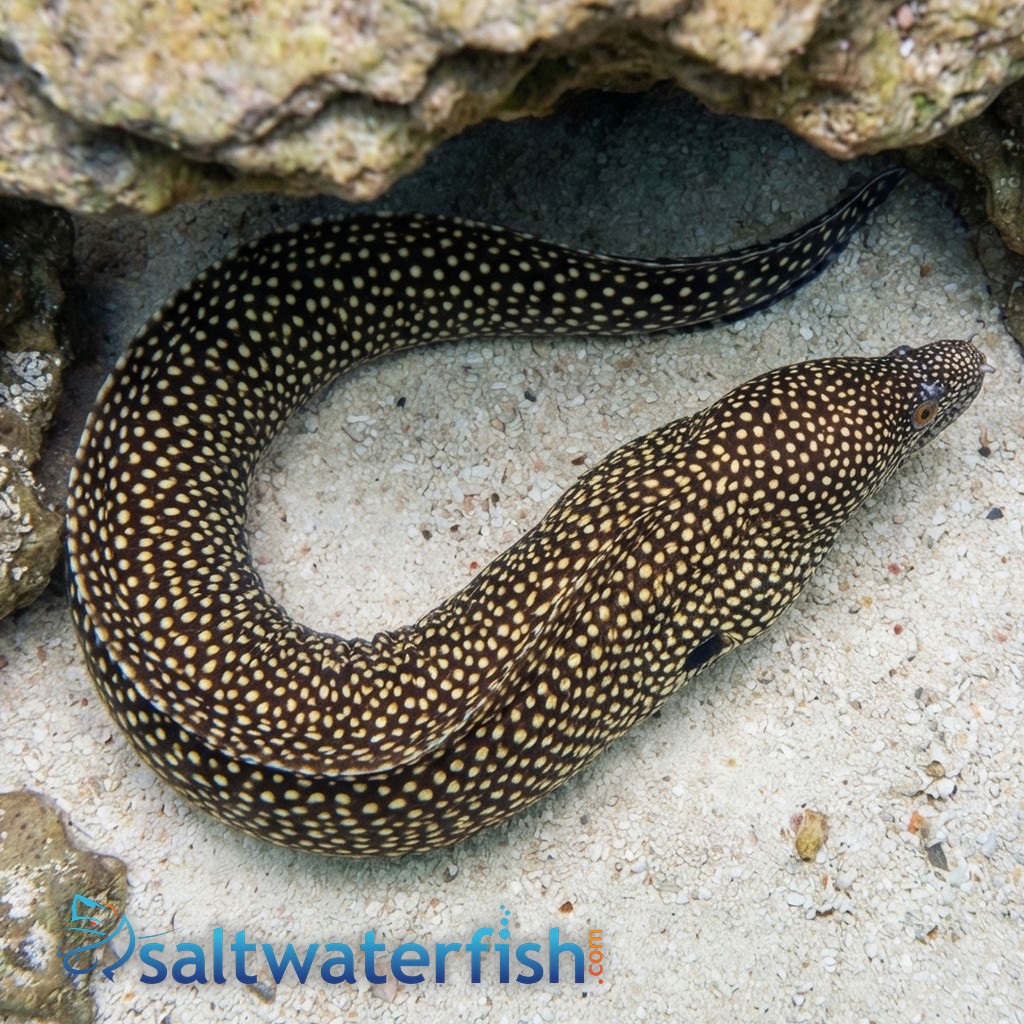 Black-Ear Moray