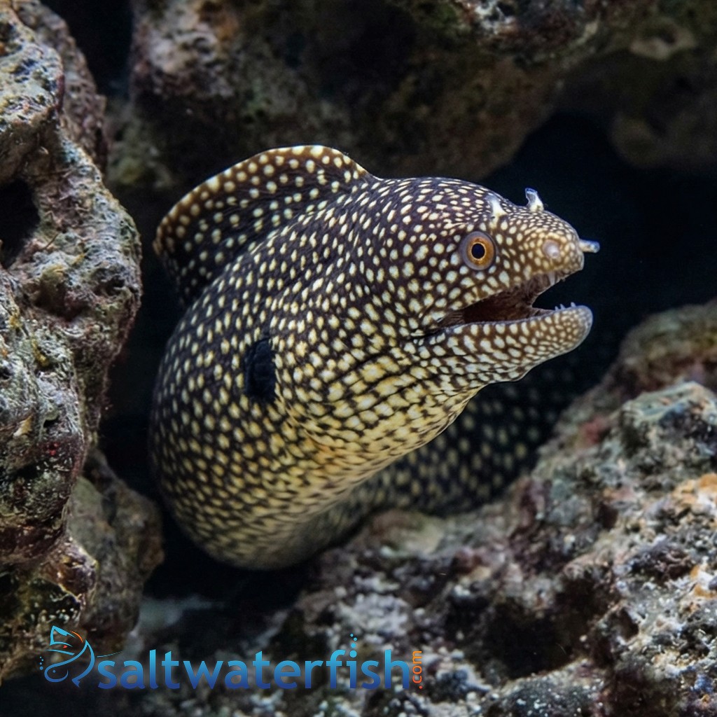 Black-Ear Moray