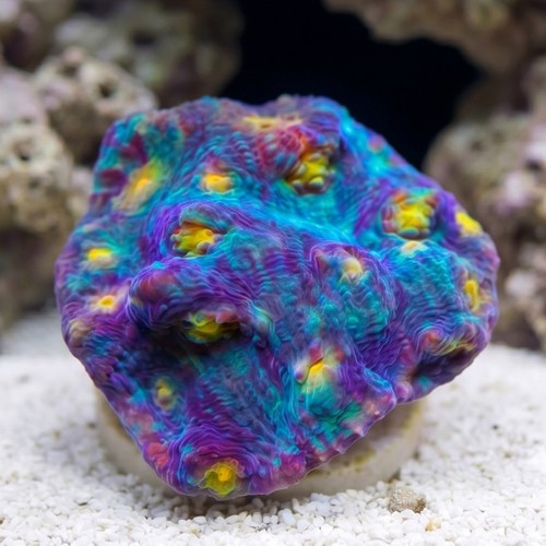 Chalice Mycedium : Grade A