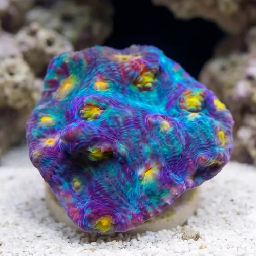 Chalice Mycedium : Grade A