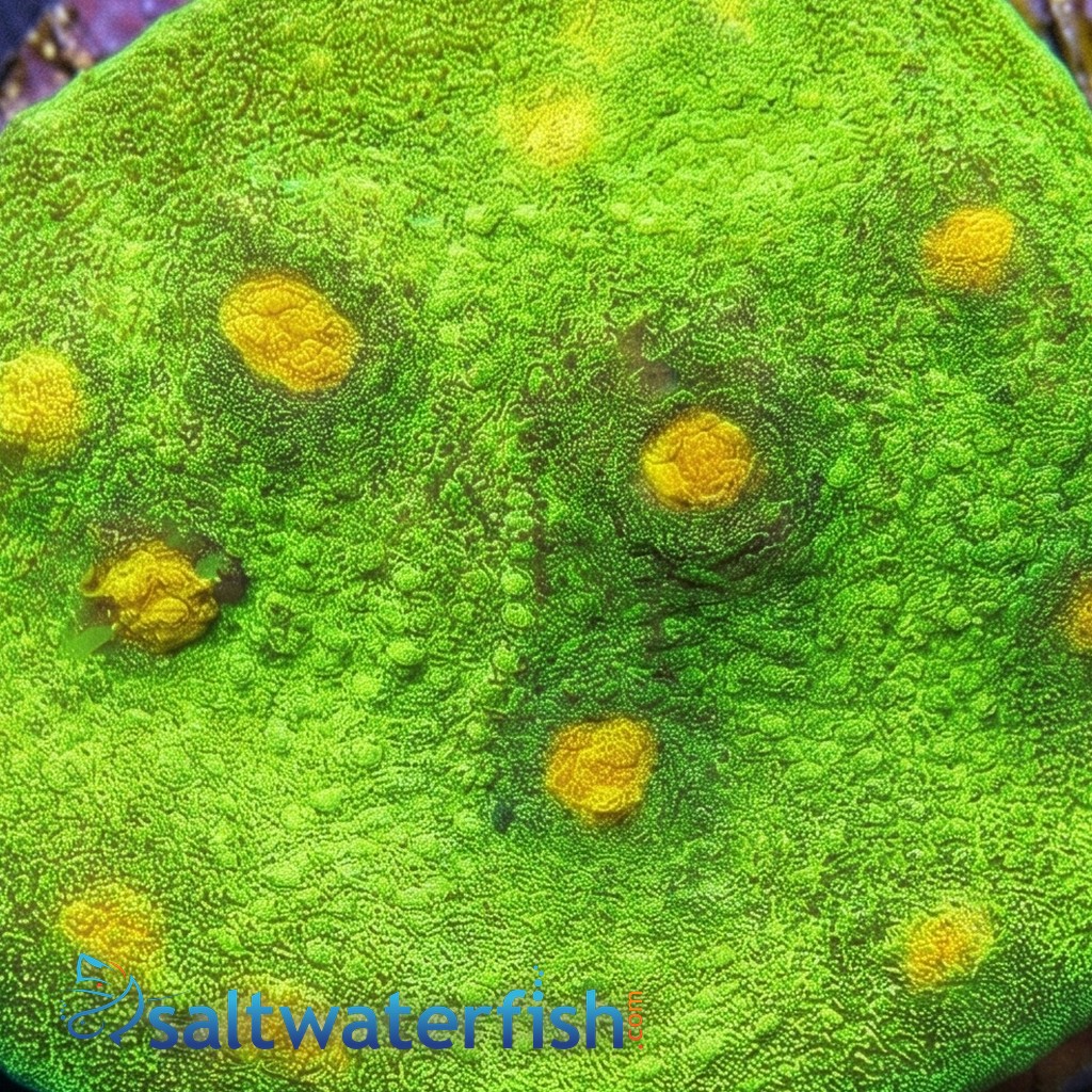 Chalice Mycedium : Space Invader - Aquacultured
