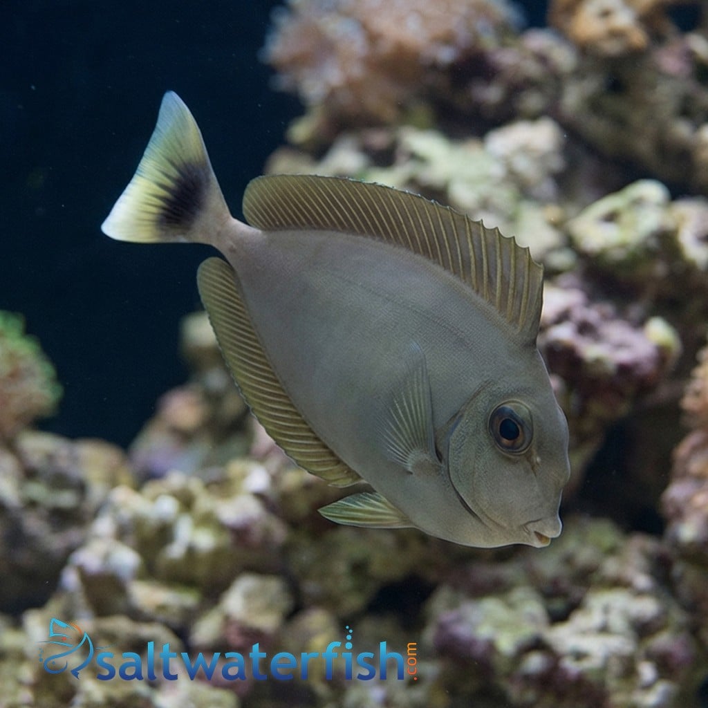 Blue Unicorn Tang
