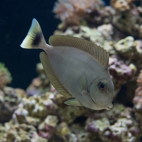 Blue Unicorn Tang
