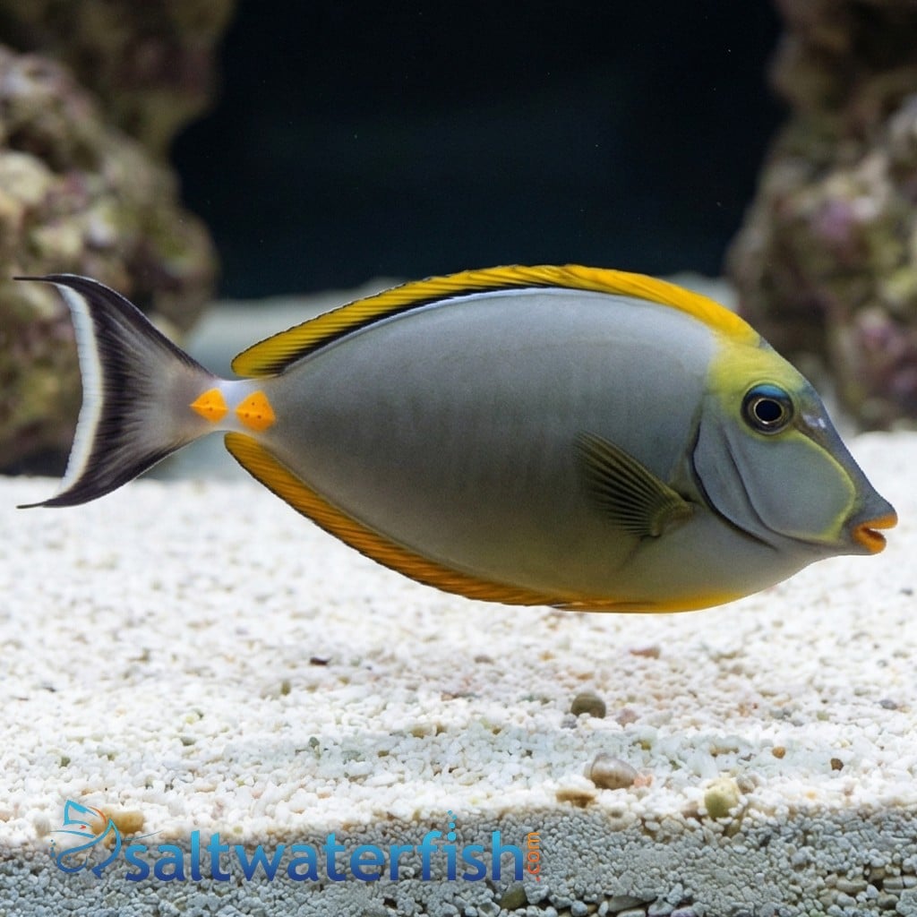 Blonde Naso Tang