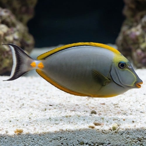 Blonde Naso Tang