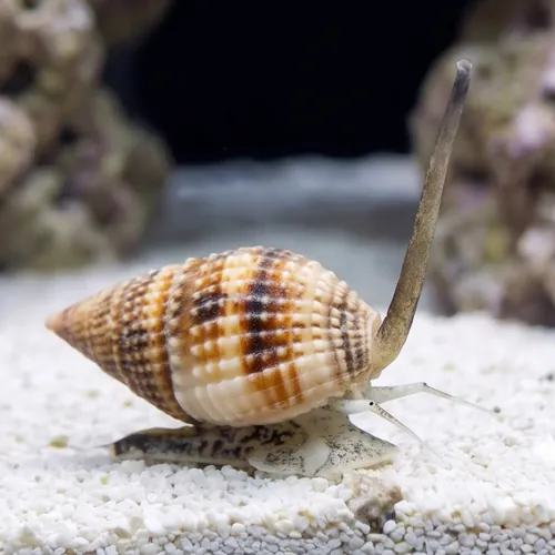 Nassarius Snail - Fiji