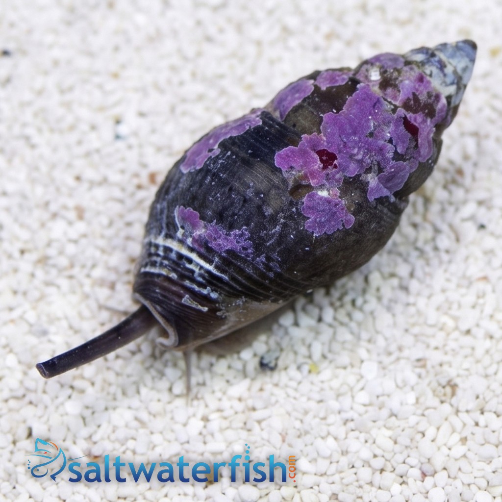 Assorted Sand Sifting Nassarius Snails Nassarius Snails- Baja, or Nassarius Snail Caribbean