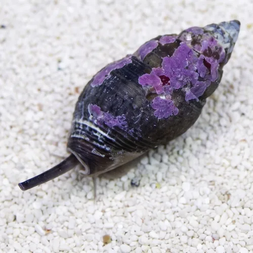 Assorted Sand Sifting Nassarius Snails Nassarius Snails- Baja, or Nassarius Snail Caribbean