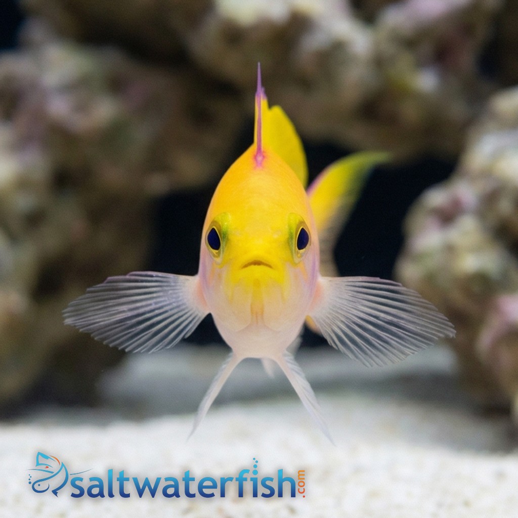 Bartlett's Anthias (female) - South Pacific