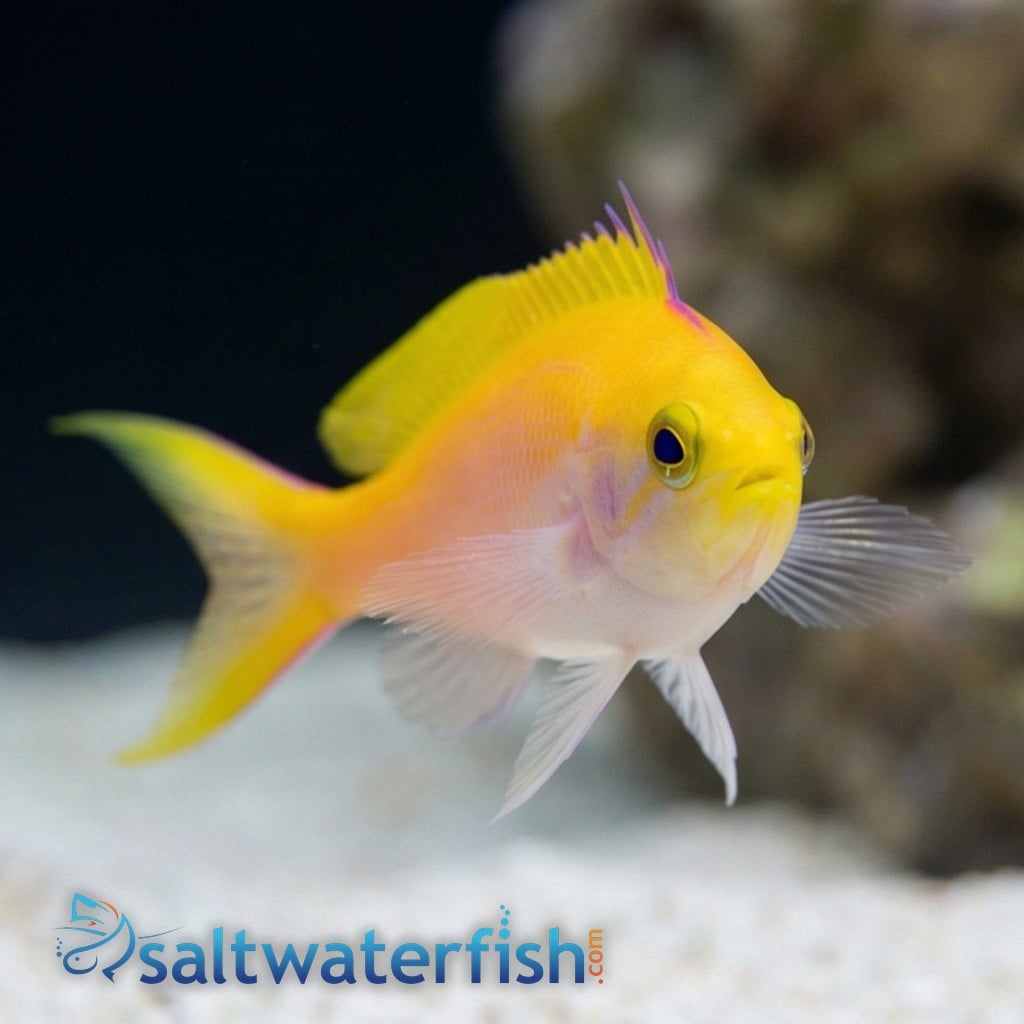Bartlett's Anthias (female) - South Pacific