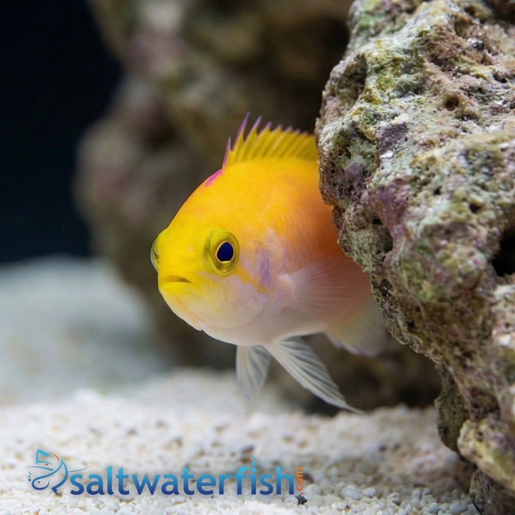 Bartlett's Anthias (female) - South Pacific