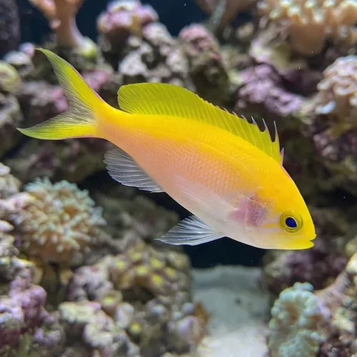 Bartlett's Anthias (female) - South Pacific