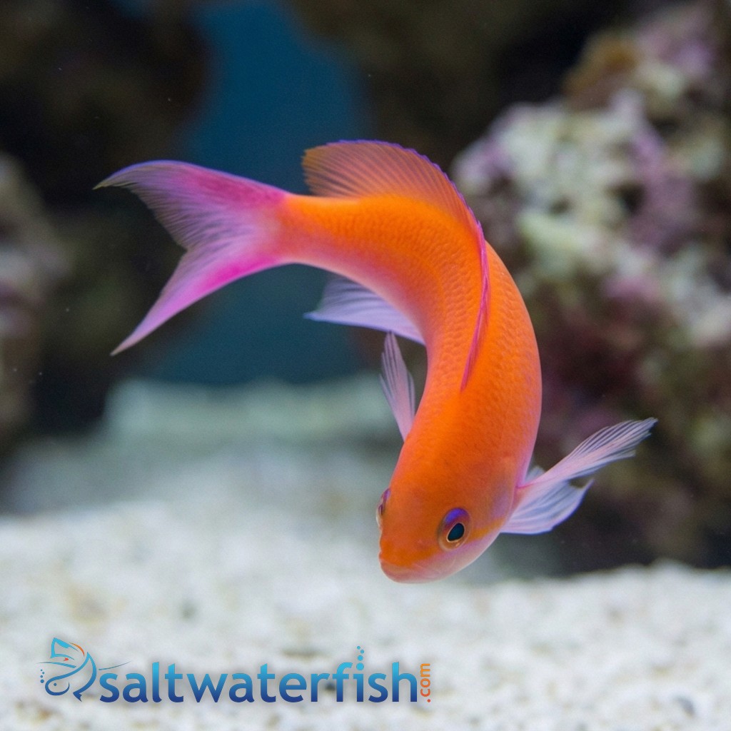 Bicolor Anthias