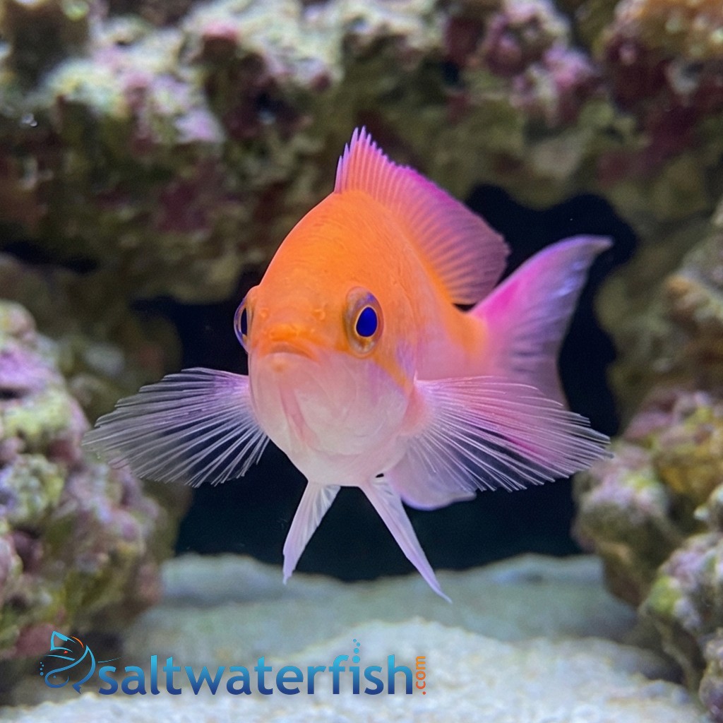 Bicolor Anthias