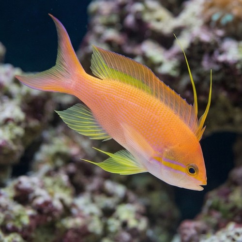 Carberry Anthias 