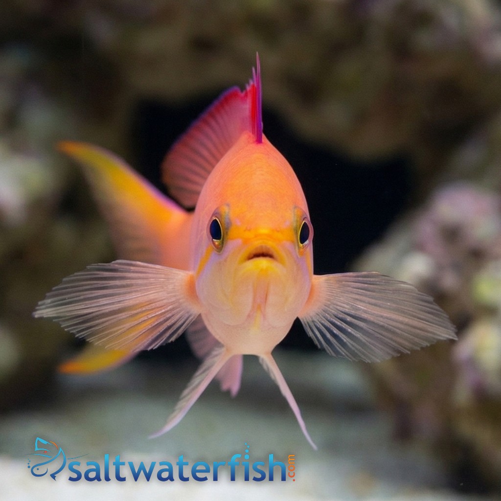 Dispar Anthias
