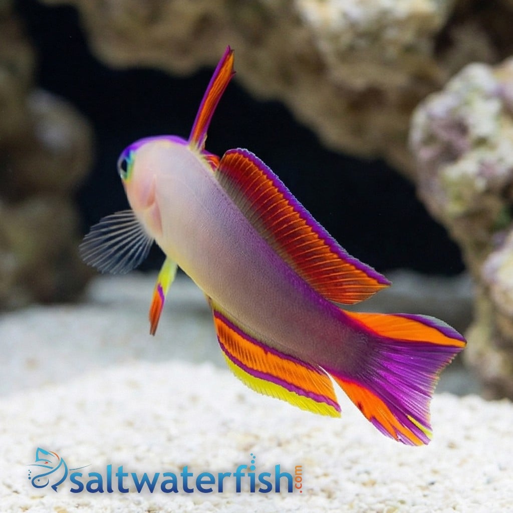 Purple Firefish Goby