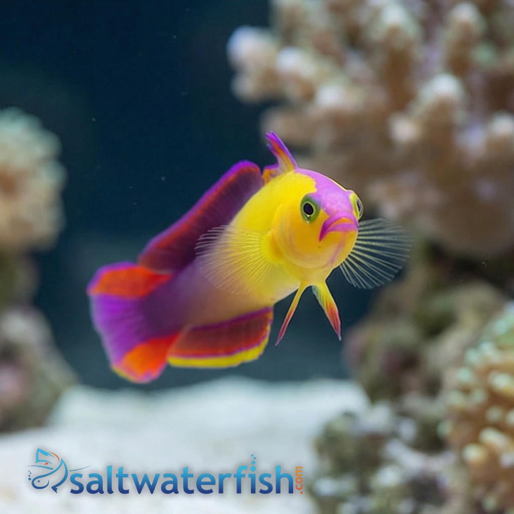 Exquisite Firefish