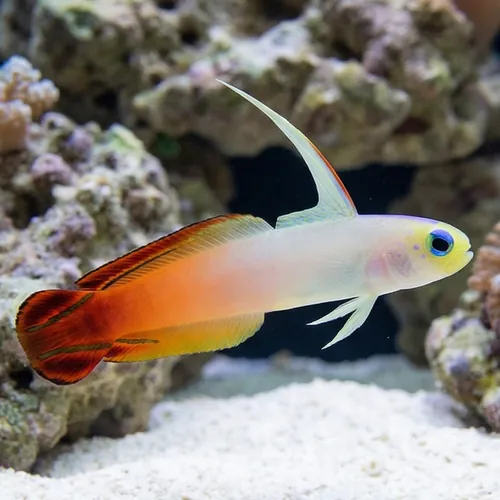 Firefish Goby - Fiji - MAC Certified