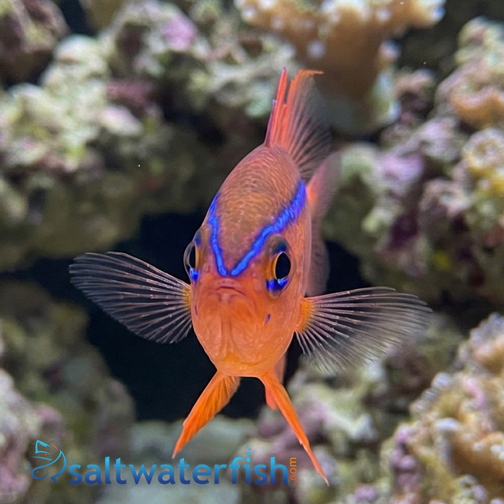 Cross's Damsel - Damsels - Saltwater Fish