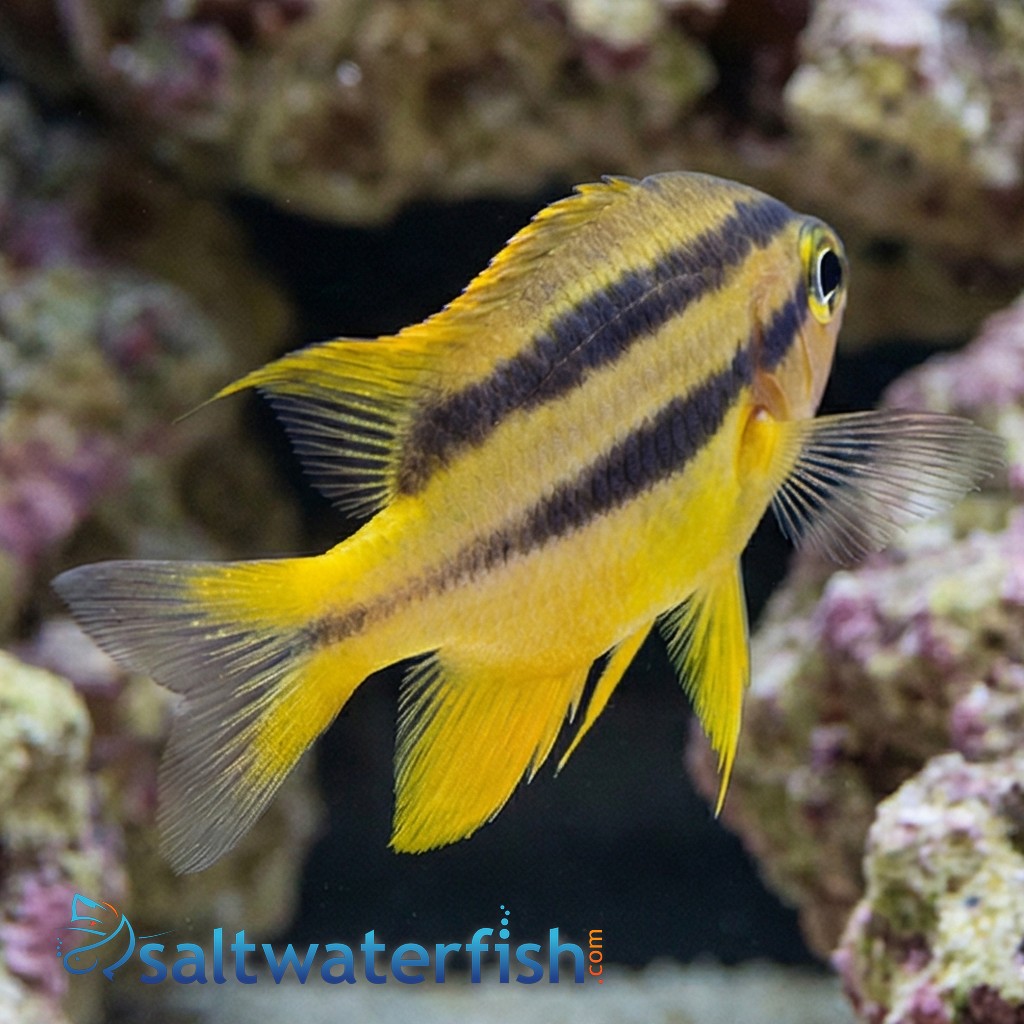 Black and Gold Chromis
