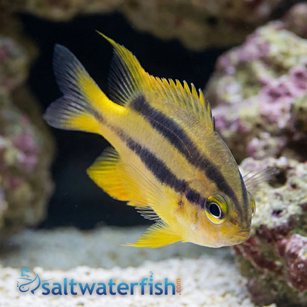 Black and Gold Chromis