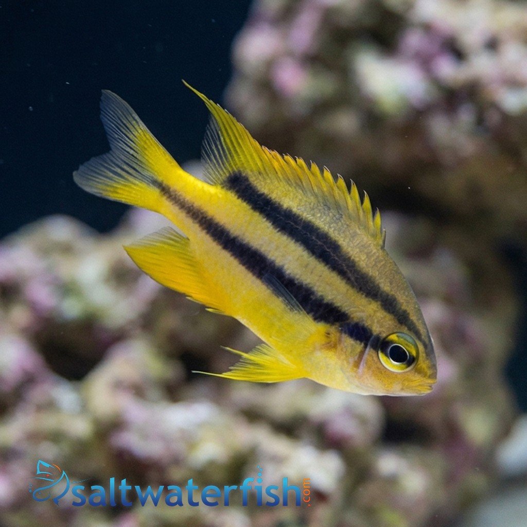 Black and Gold Chromis