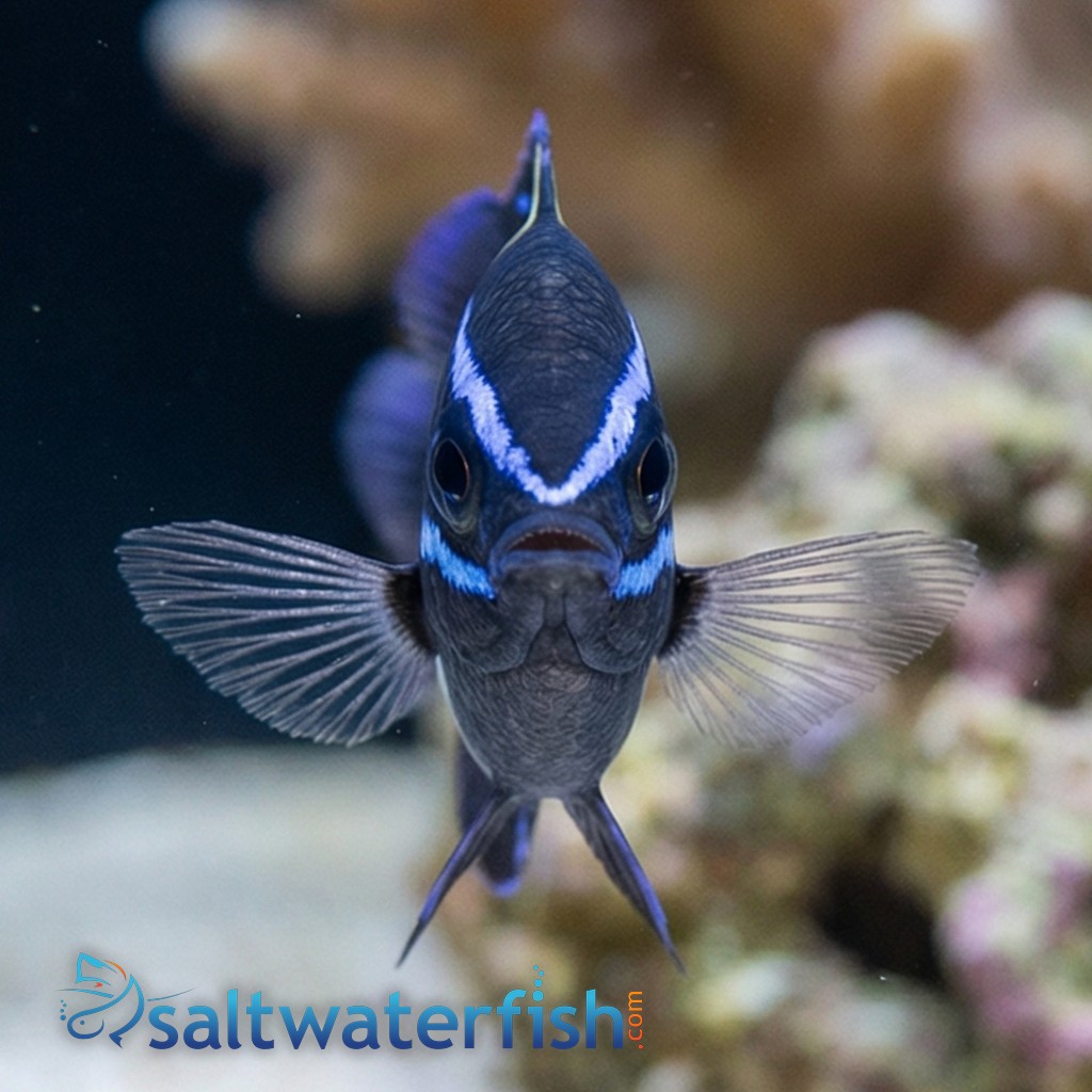 Javanese (Blue Velvet) Damsel