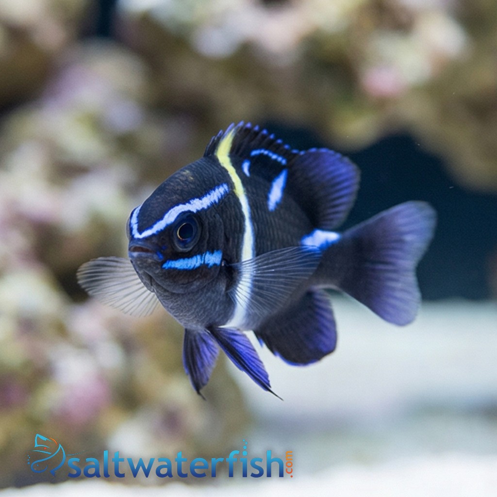 Javanese (Blue Velvet) Damsel