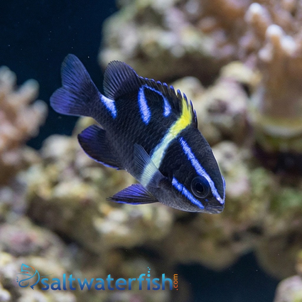 Javanese (Blue Velvet) Damsel